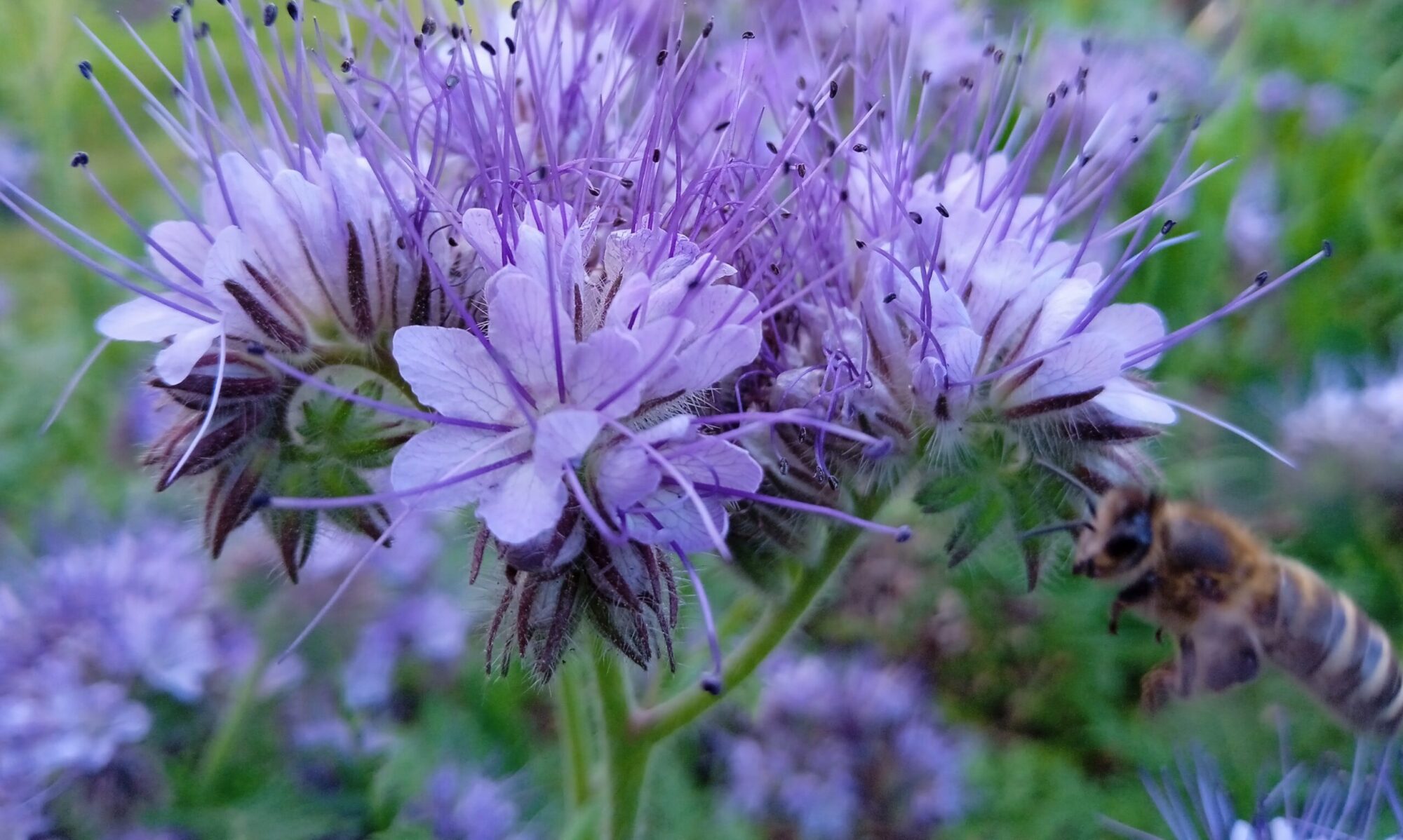Phacelia, Bienenfleiß oder auch Büschelschön genannt blüht ausdauern bis zum ersten Frost.