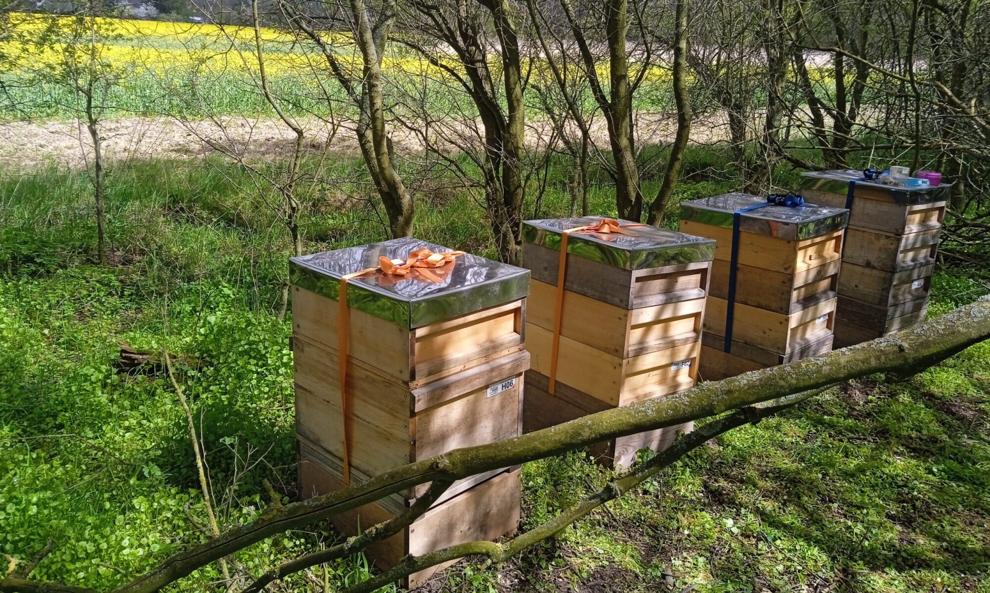 Bienen an einem Rapsfeld zwischen Hohen Neuendorf und Stolpe-Süd.