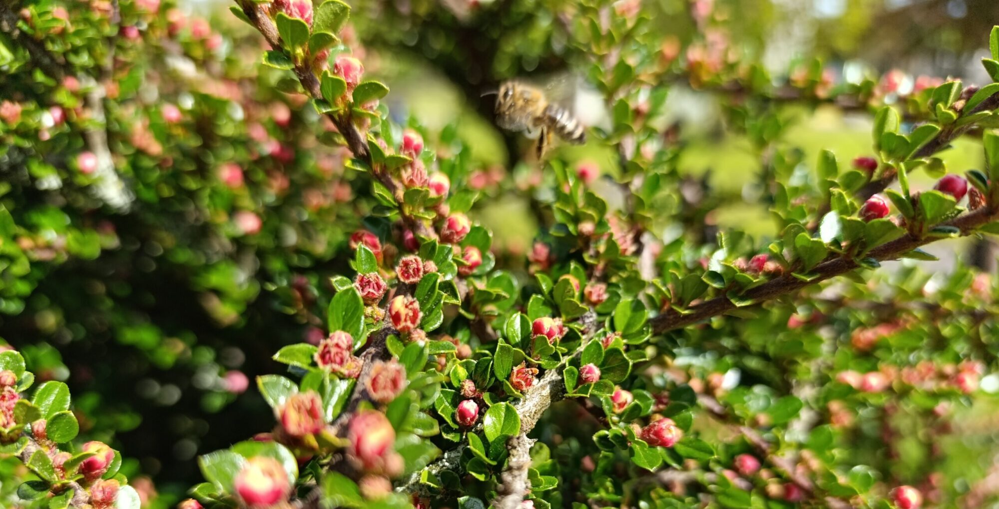Eine im Mai blühende Zwergmispel ist unglaub beliebt bei Bienen.